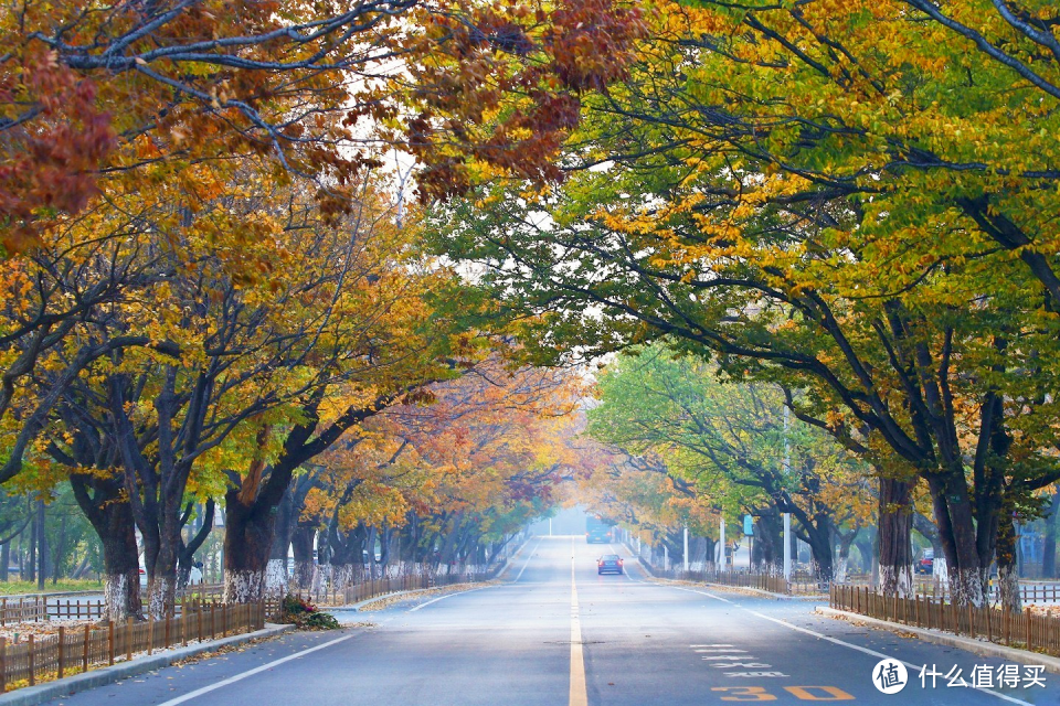 秋意正浓，有哪些好看的落叶林或林荫大道值得赏玩？