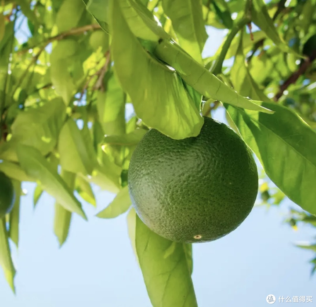 塔西提无籽柠檬