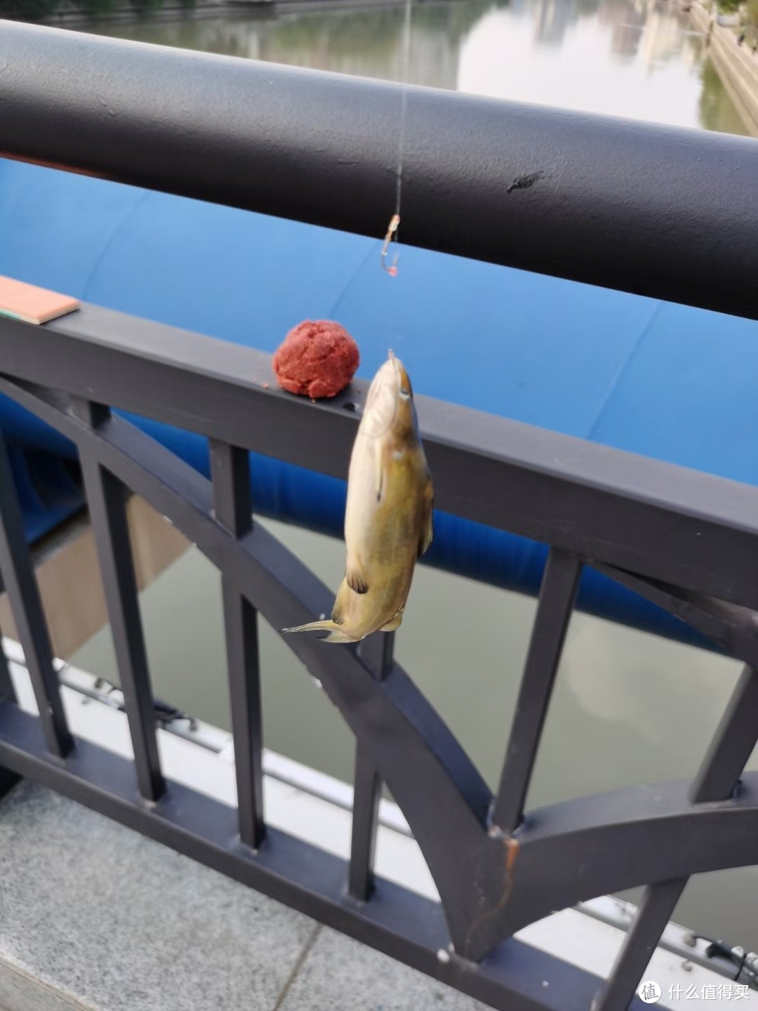 黄辣丁闹窝子，桥上钓鱼就是舒服