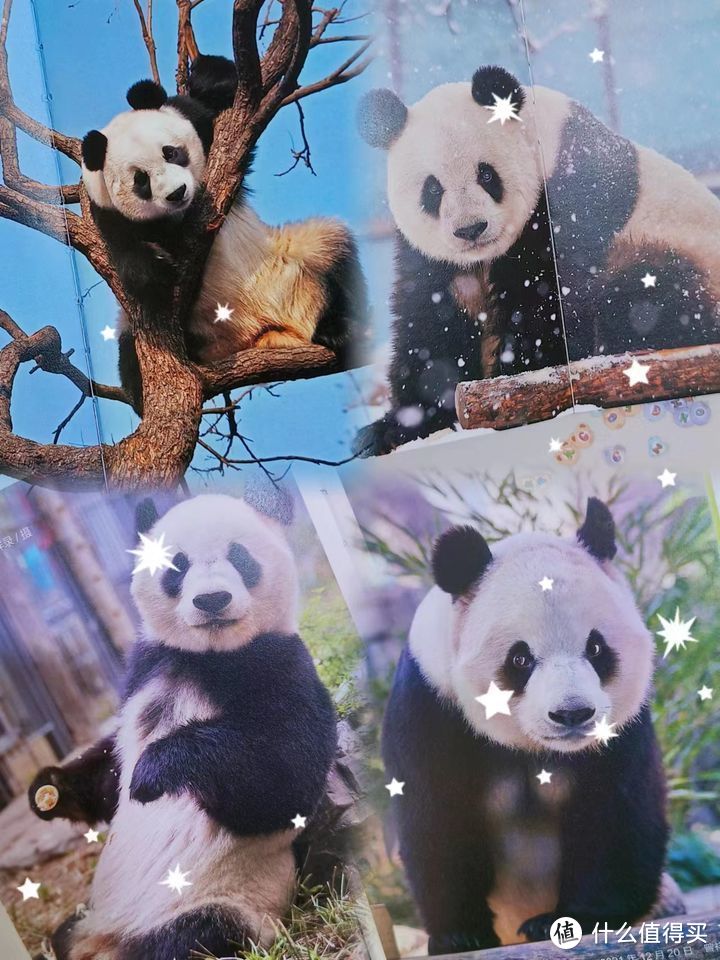 熊猫界的整活代表，西直门三太子萌兰出书啦，还不快来围观！《熊猫萌兰》