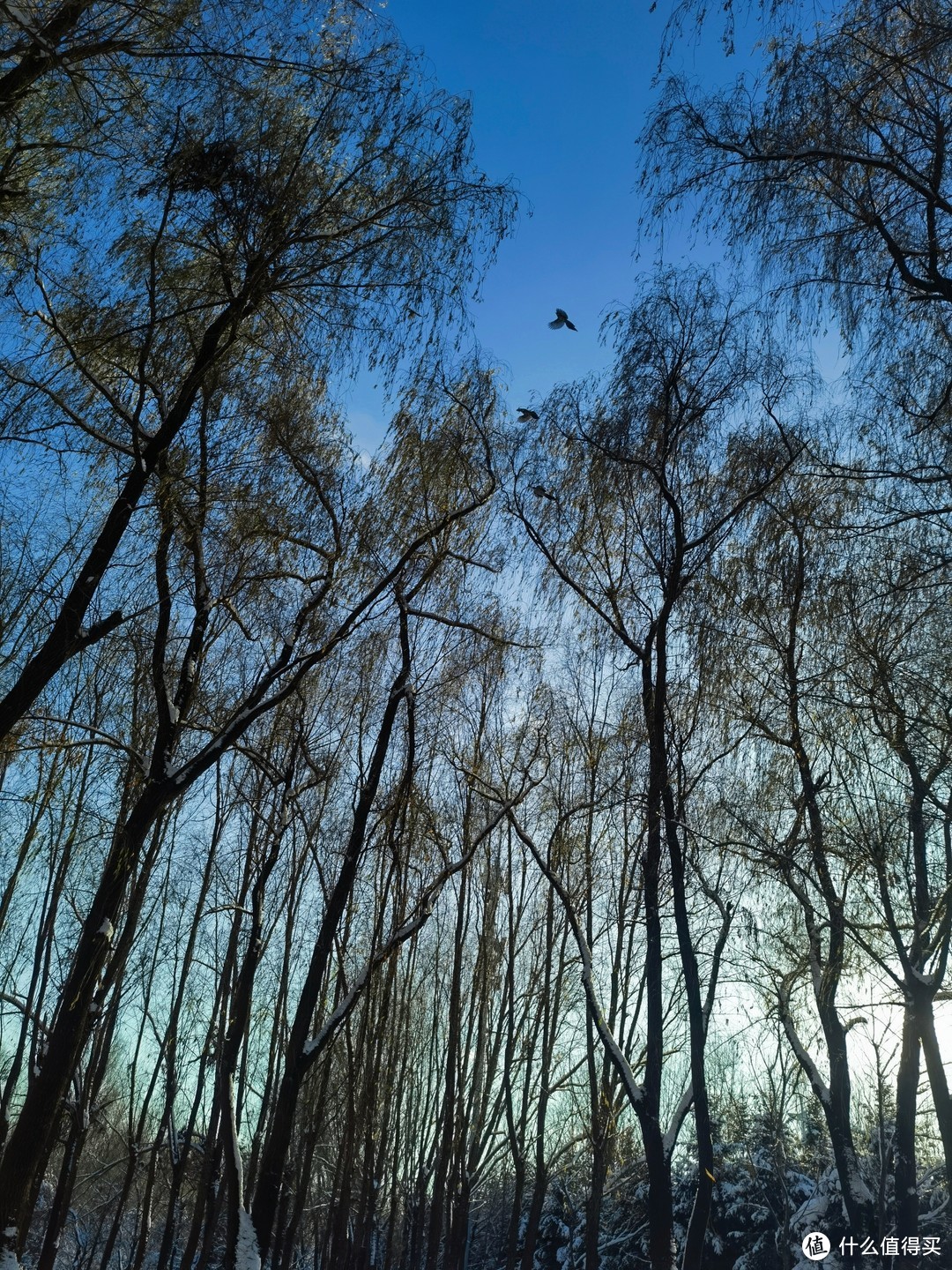 冬季露营，带着春山昆仑帐篷，观雪，听鸟鸣，品茗…