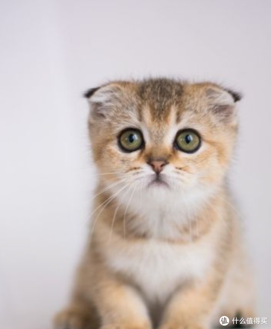 养猫一个月猫粮花费多少？