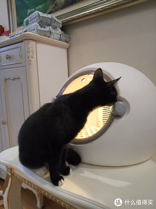 猫咪烘干箱
