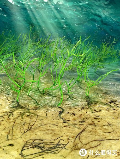 海藻面膜：让你的肌肤如水般嫩滑