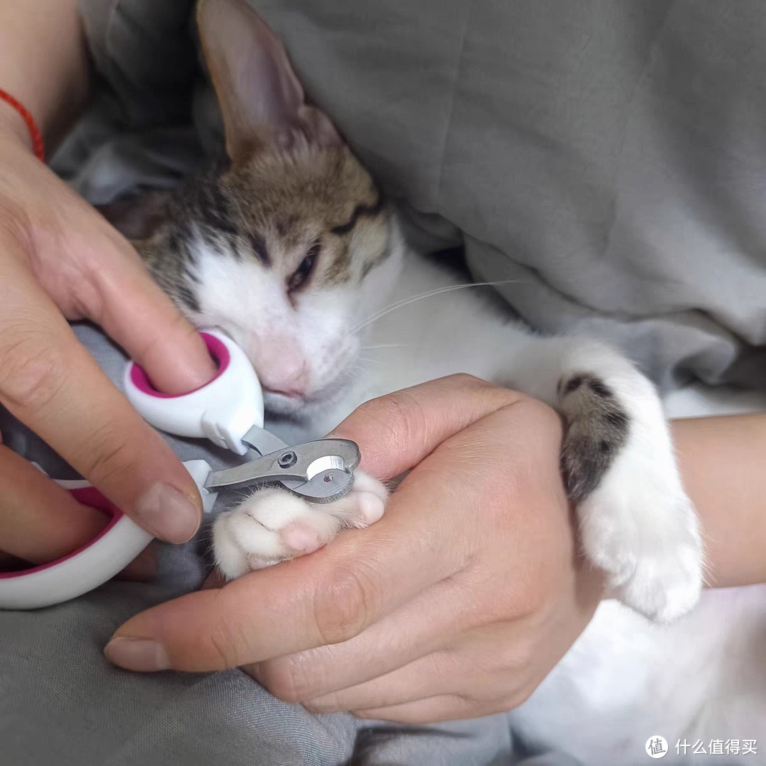 猫咪专用指甲剪