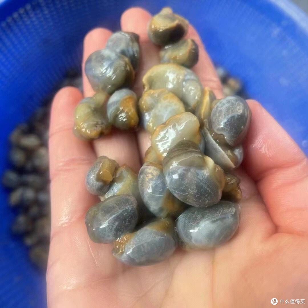 泥螺中毒怎么办?警惕食用不当引发疾病