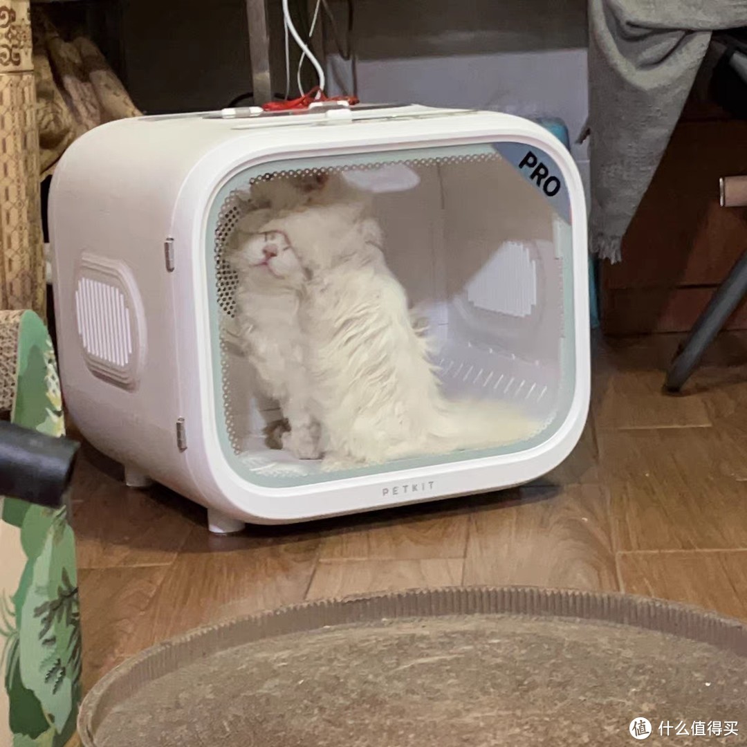 🐾小佩宠物烘干箱MAX, 专为猫咪洗澡吹干而设计，是每个宠物家庭的必备神器！