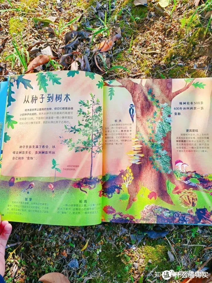 《DK神秘的树百科》——带孩子探寻树木的秘密