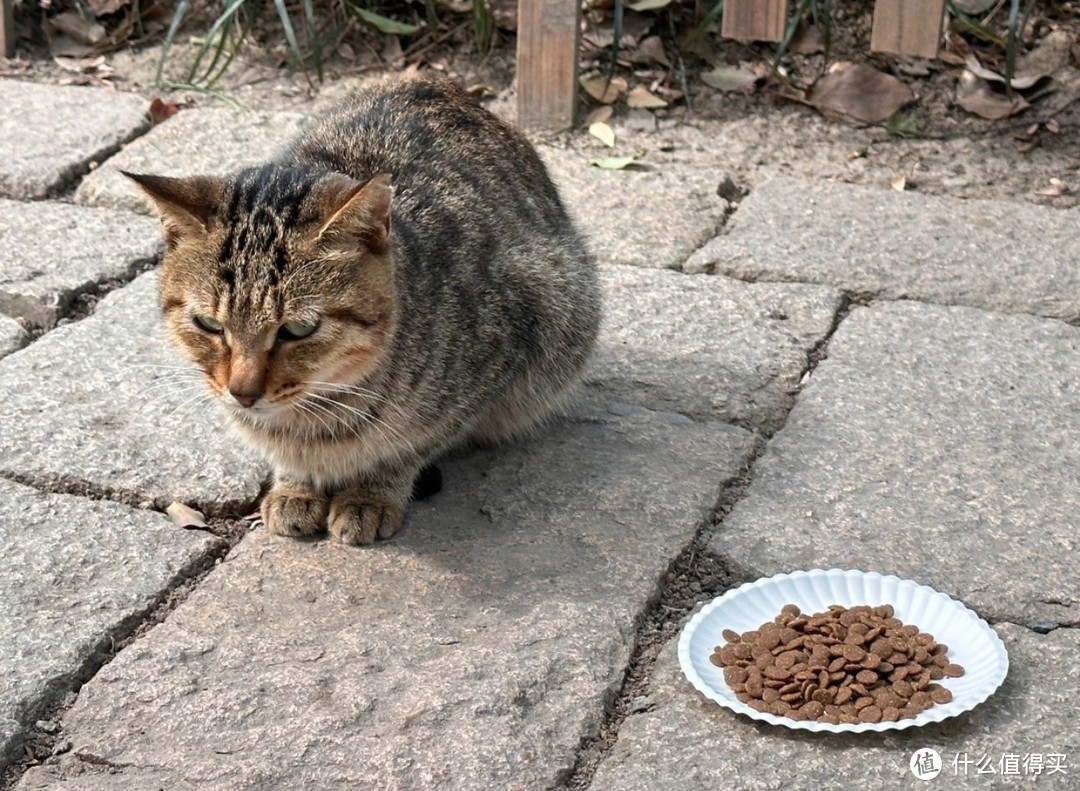 铲屎官的日常给猫猫准备猫爬架