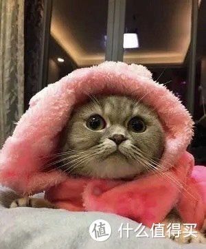 猫冬天怎么保暖？简单实用的猫咪冬天保暖技巧，让猫咪有个暖冬