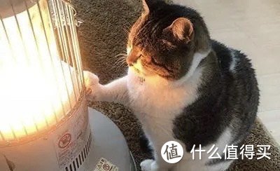 猫冬天怎么保暖？简单实用的猫咪冬天保暖技巧，让猫咪有个暖冬