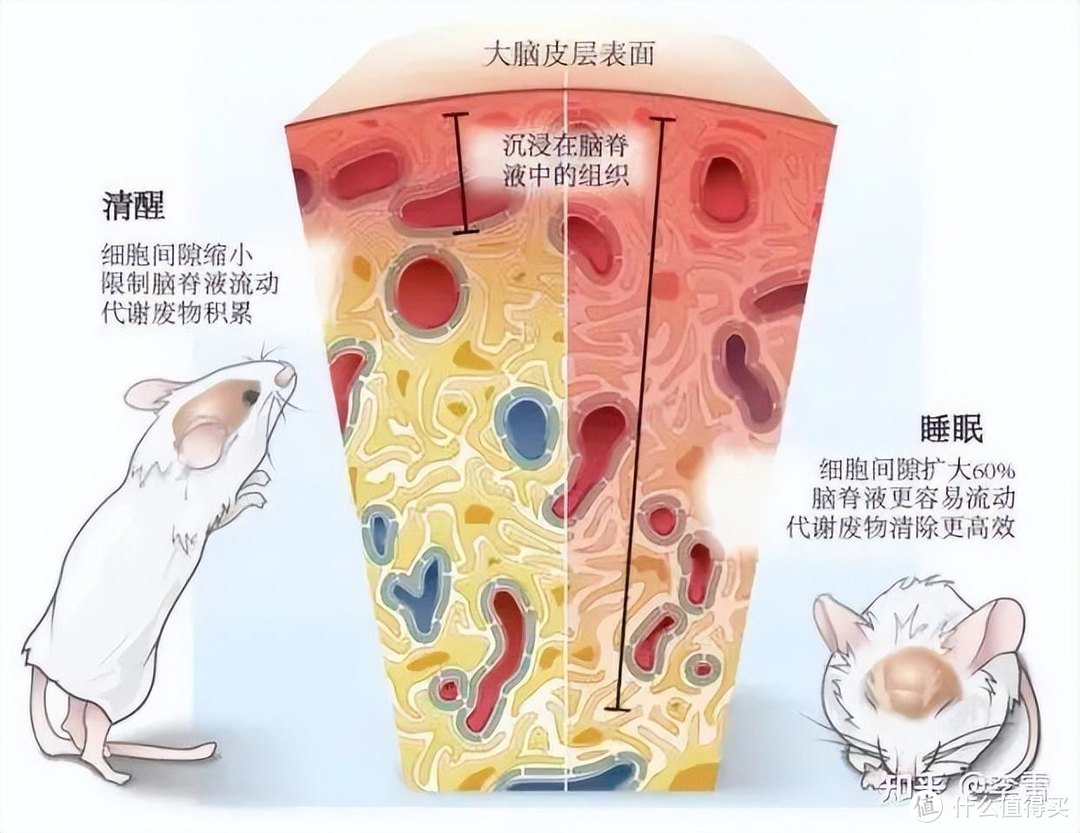 睡眠和床垫有关系吗？