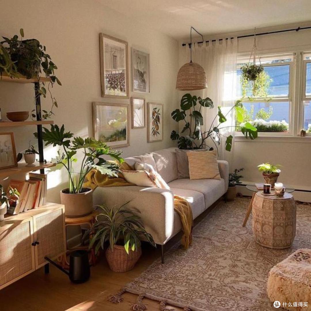 5种绿植,不怕光照差,客厅一放,常年绿,家兴旺