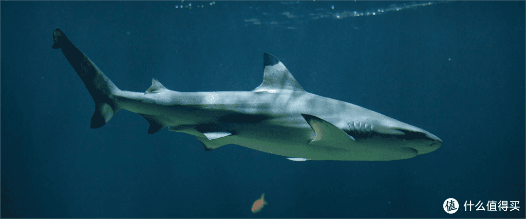 经常吃角鲨烯，对身体有什么好处？一次说清楚！