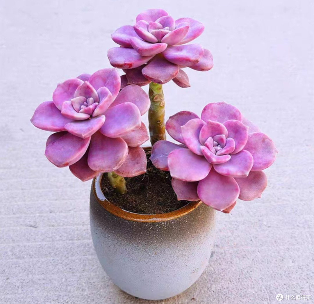 告别单调变色多肉让你桌面焕发生机