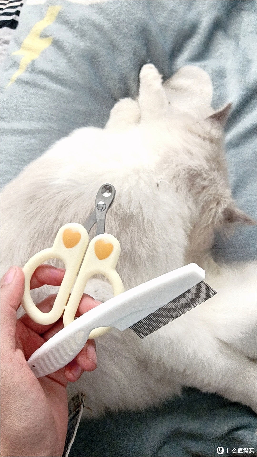 2021推薦 【無痛】幫貓咪剪指甲方法8步驟教學！不讓貓主為了剪指甲7 pupu～ | 喵周刊 MEOW WEEKLY