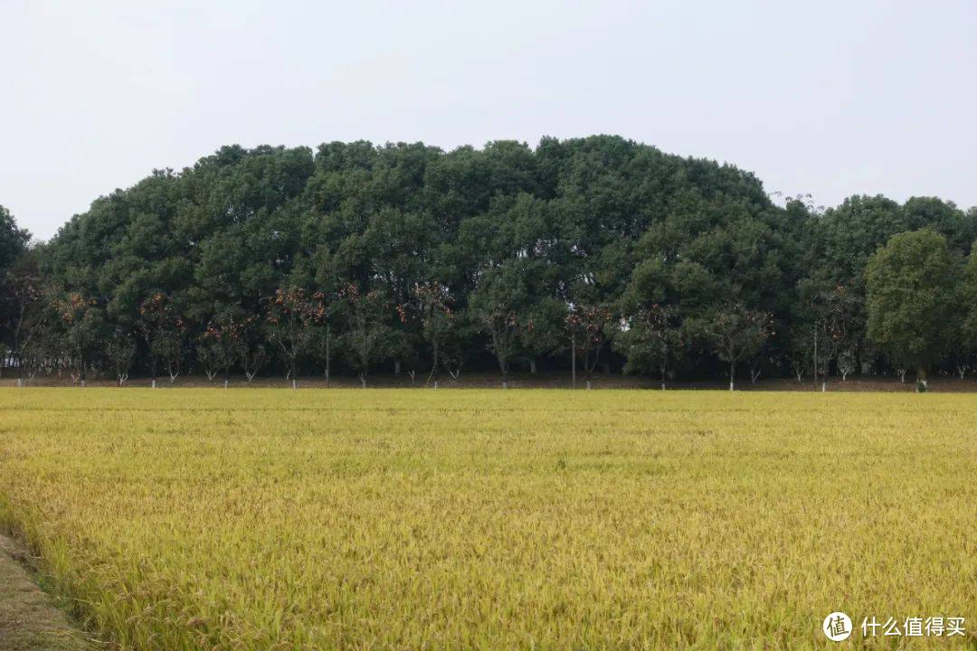 乌镇72小时，这是暴走5万步整理出的戏剧节攻略