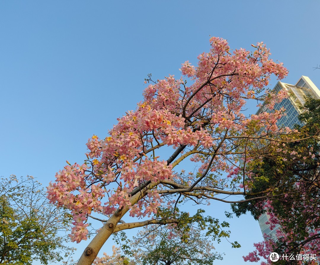 这个浅粉的颜色比较少见