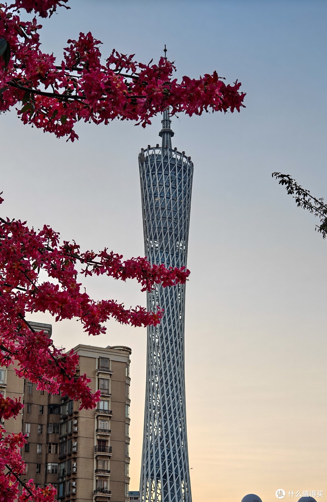 忽如一夜秋风来，千树万树正开花（秋天广州拍花打卡攻略）