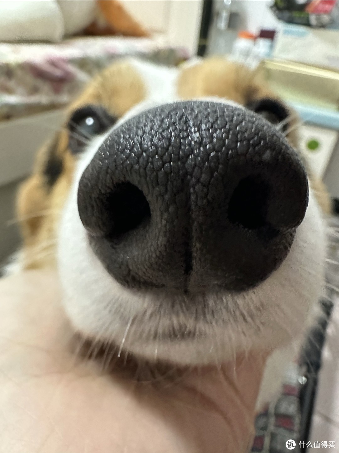 嗅闻对狗有多重要？