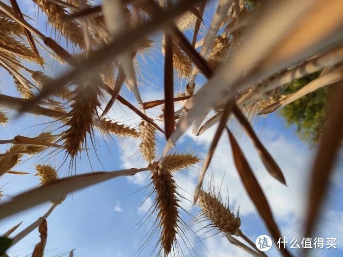 小麦产区概况及发展前景分析