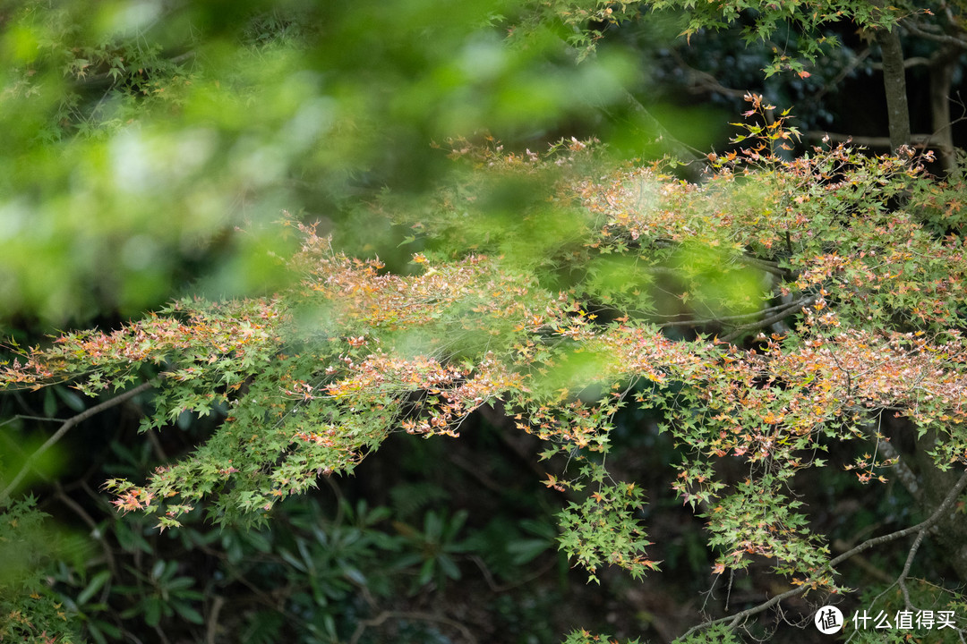 性价比突出 腾龙Z卡口150-500试拍体验