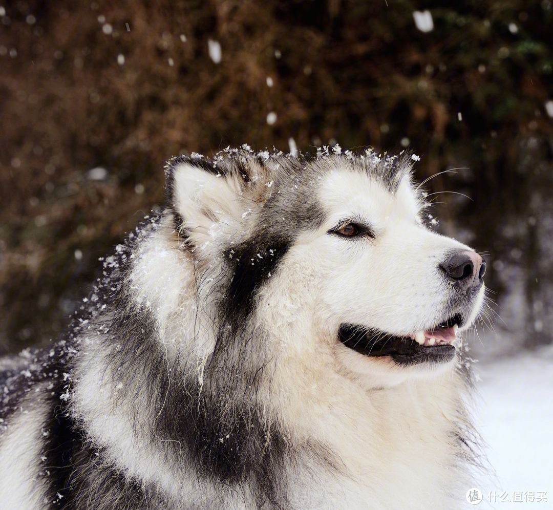 雪橇犬 冰雪中的忠诚伙伴