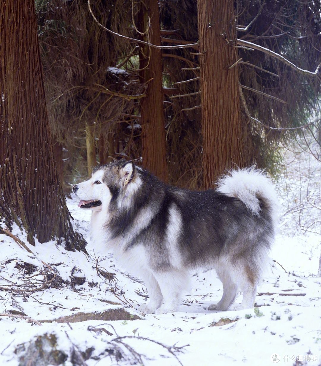 雪橇犬：冰雪中的忠诚伙伴，揭开它们的神秘面纱！