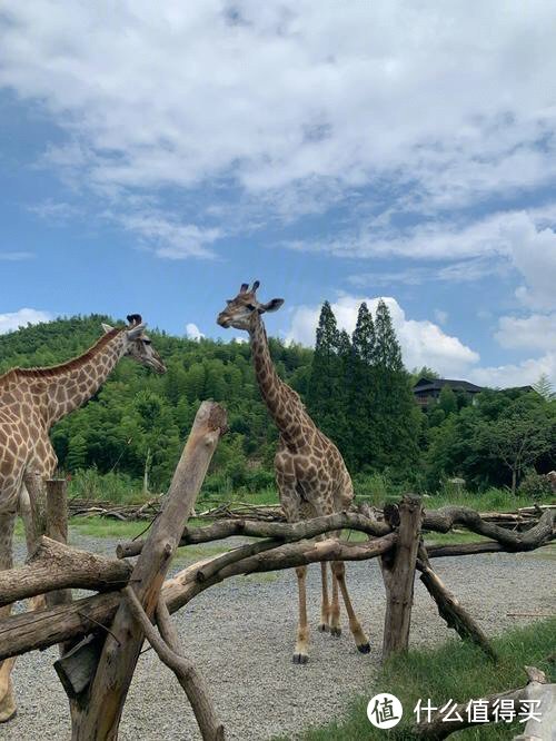 长颈鹿的奇妙旅程：探秘神奇的动物世界