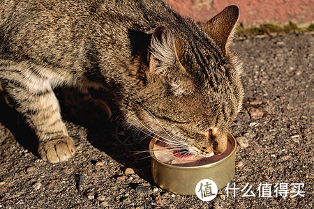 「猫零食」之谜：是美味奖励还是健康问题？