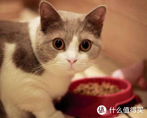 「猫零食」之谜：是美味奖励还是健康问题？