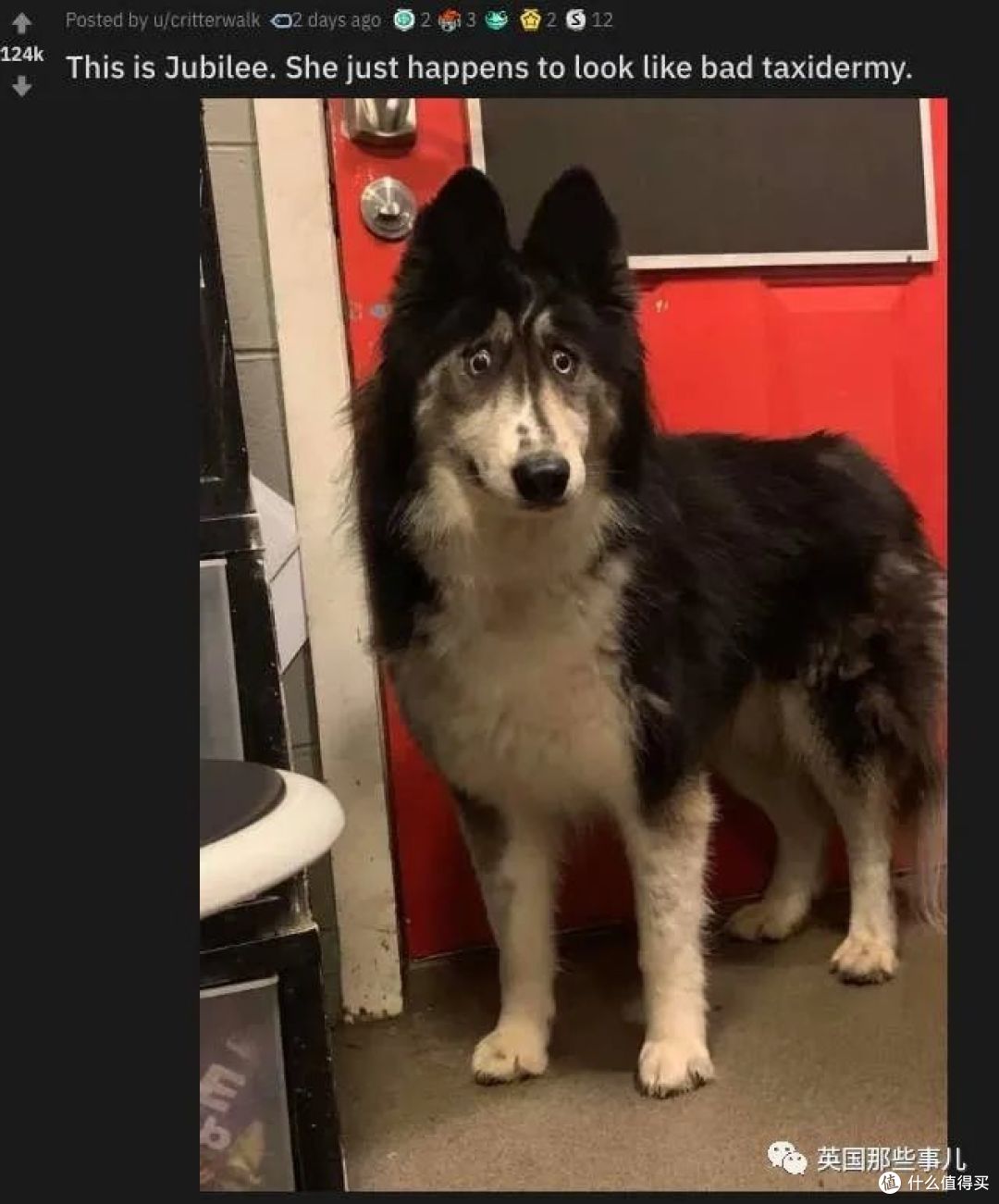 长了斗鸡眼的哈士奇因为太丑被抛弃这么可爱有啥好嫌弃的啊