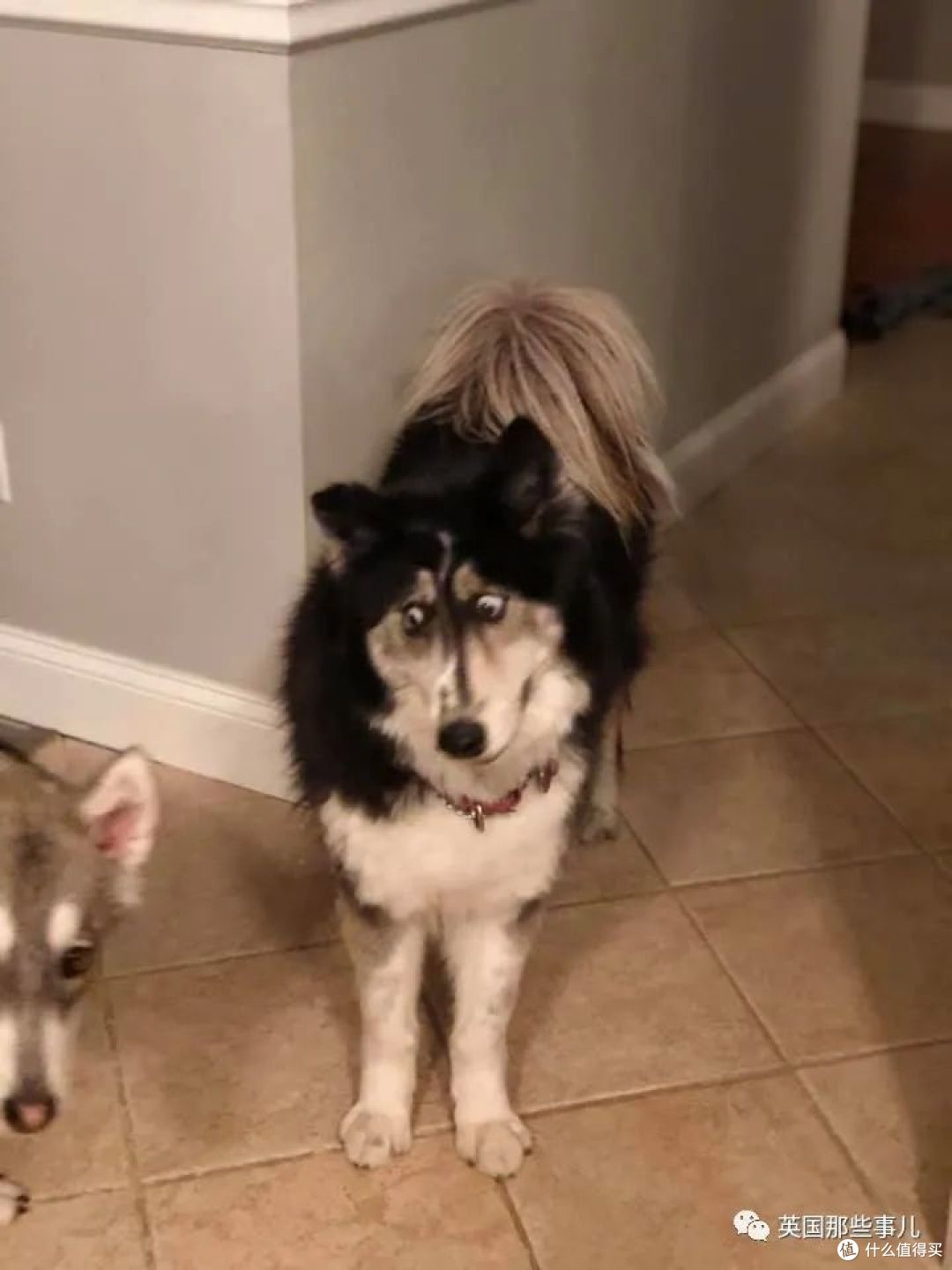 长了斗鸡眼的哈士奇因为太丑被抛弃这么可爱有啥好嫌弃的啊