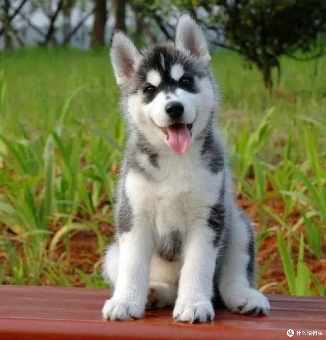 哈士奇爱好者必读！饲养前的四大考量，你属于合适的主人吗？_狗狗_什么值得买