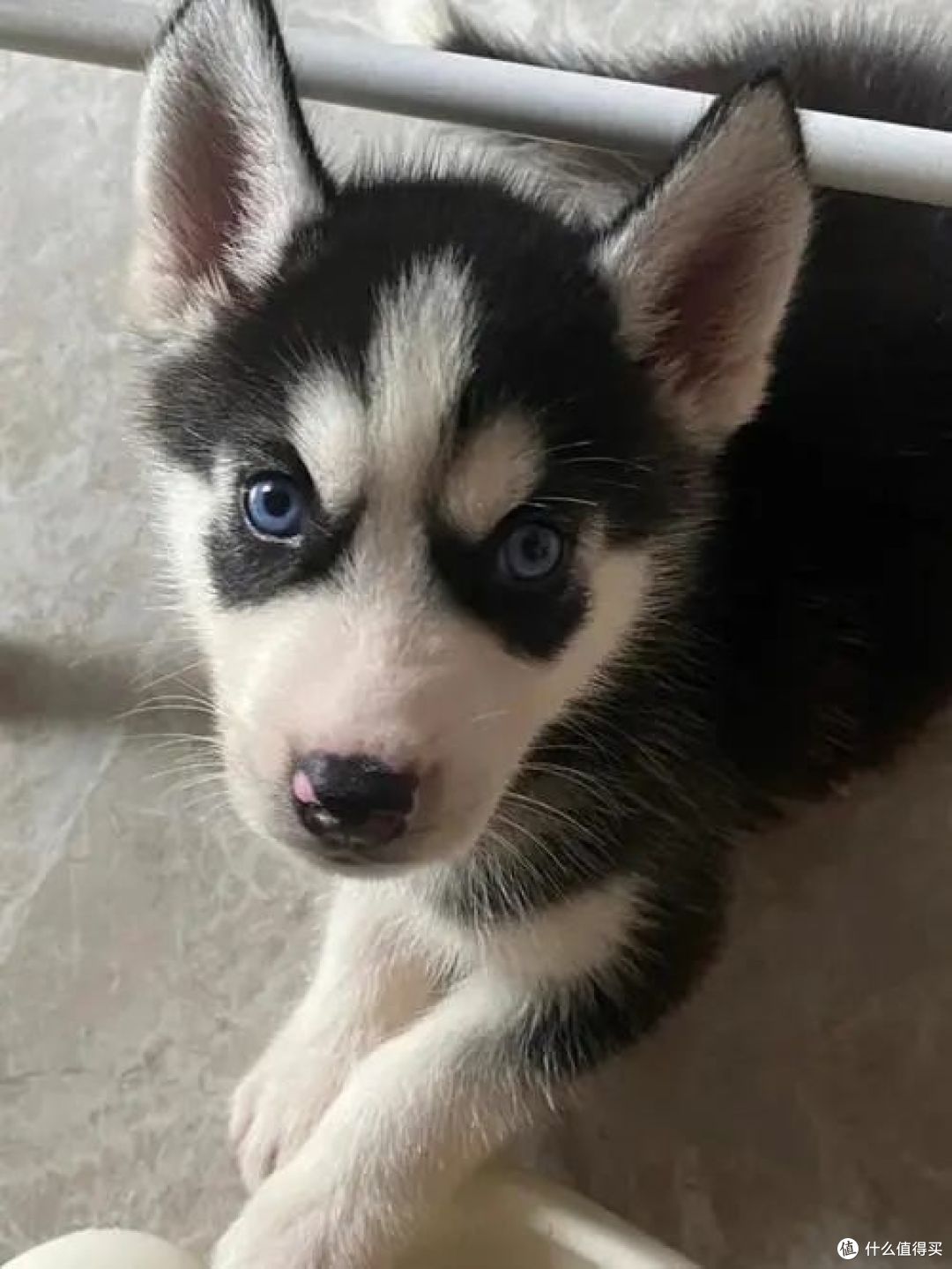 哈士奇爱好者必读！饲养前的四大考量，你属于合适的主人吗？_狗狗_什么值得买
