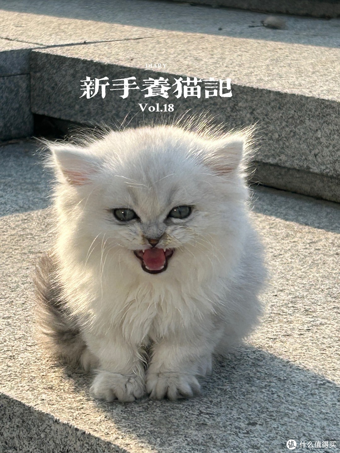 养猫指南-新手入坑必看