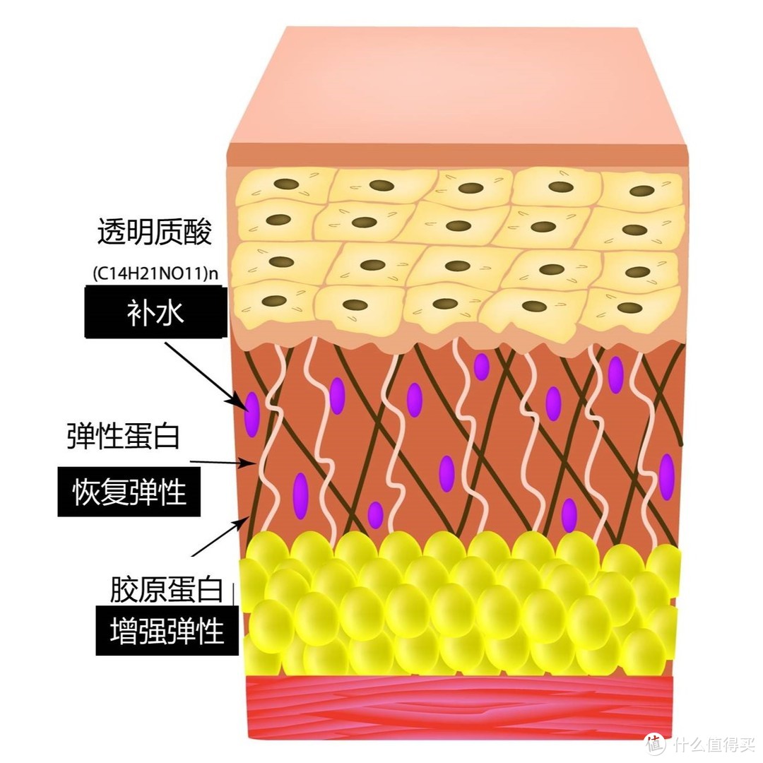 成分說篇一透明質酸從開價到貴婦為什麼品牌都愛它