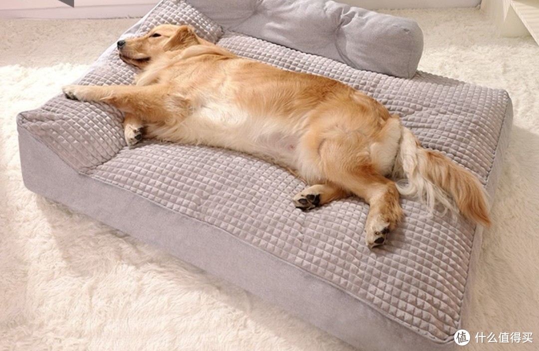 让你的狗狗也想赖床的好物