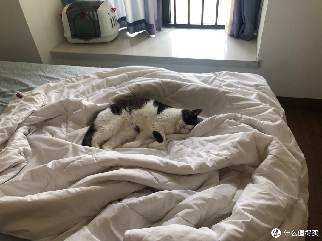 家里有一只猫，你就有处理不完的猫毛，特别还是一只喜欢睡床的猫。