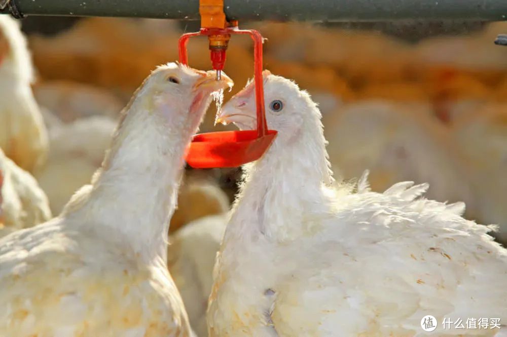 肉鸡饮用水添加次氯酸改善肠道微环境，提高机体免疫力
