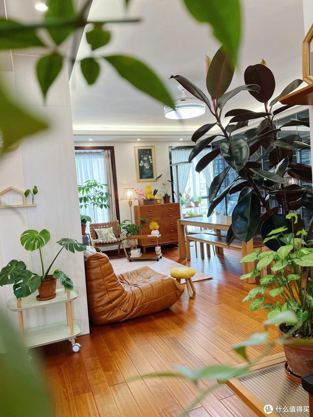 养花20年，终于找到了打造“高级客厅”的7种“绿植”，晒晒