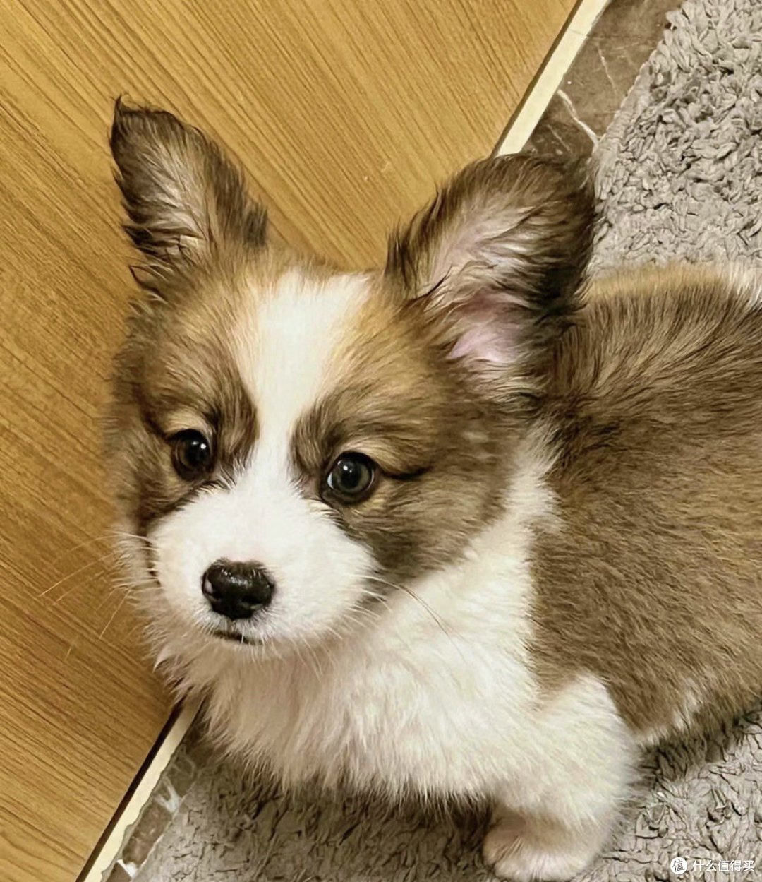 长毛柯基犬,超喜欢的可爱小狗98,大家一起来看可爱的小狗狗!