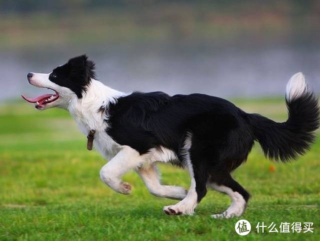 栓狗器具如何选购