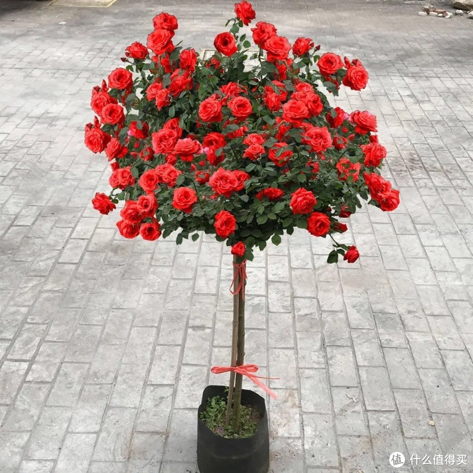 花中之王“树玫瑰”：花期很长，花朵大，味道很香，关键是很好养