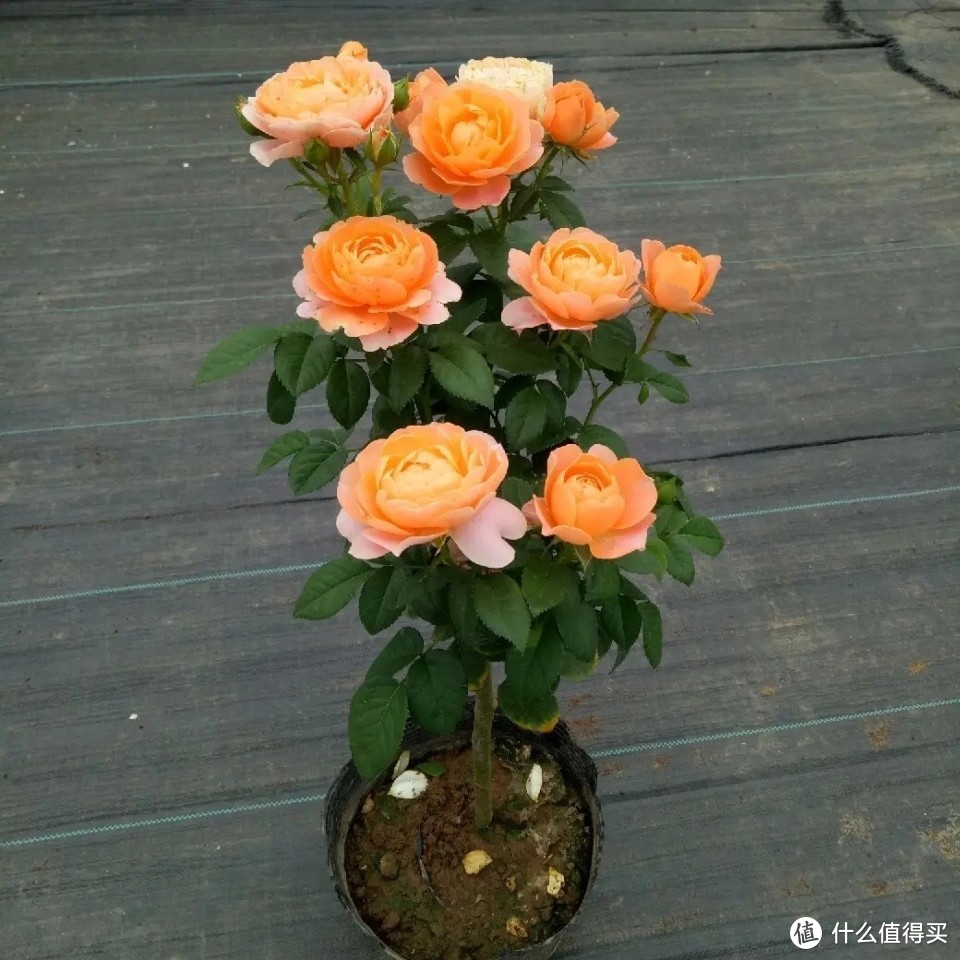 花中之王“树玫瑰”：花期很长，花朵大，味道很香，关键是很好养