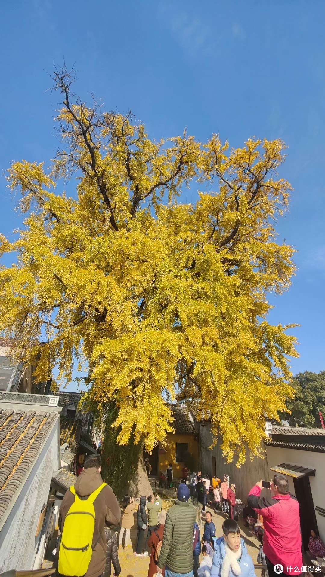 800年树龄的古银杏叶黄了，来太平赴一场秋季的黄叶之约吧。