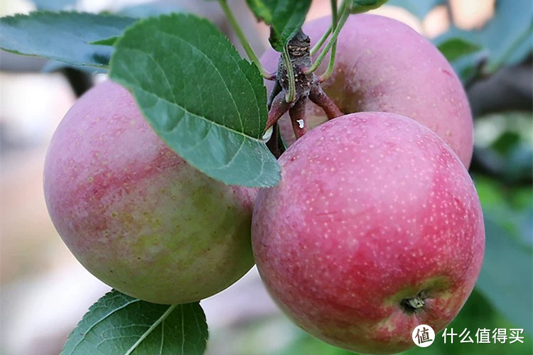 我国哪的苹果最好吃？经过比对，15种苹果榜上有名，您吃过几种？