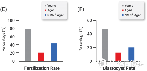 NMN是如何转变老化的卵母细胞增加女性生育能力？