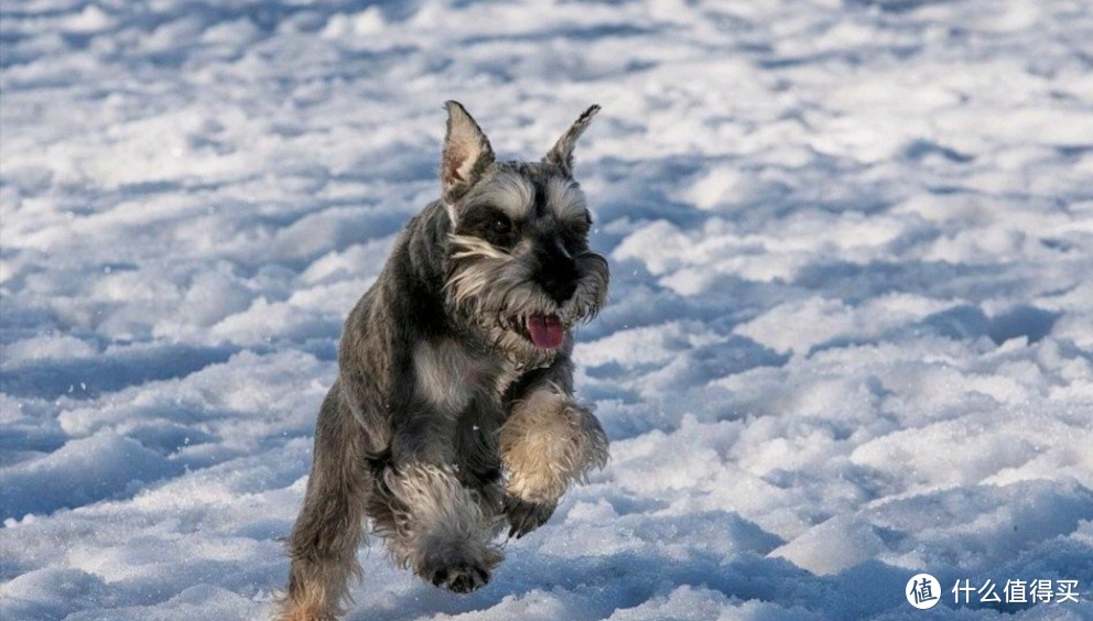 宠物雪纳瑞