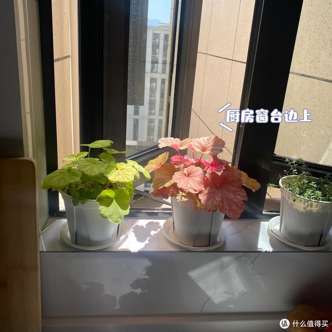 9种便宜花，买时看不上，却越养越香，每一种都是“颜值担当”